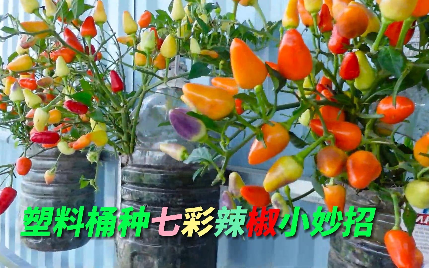 塑料桶不要浪費，改造一下用來種七彩辣椒，又省了一筆買菜錢