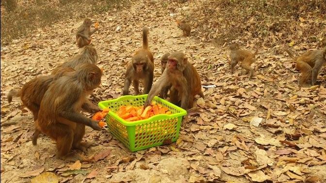 Feeding papaya to the wild monkey || monkey love papaya