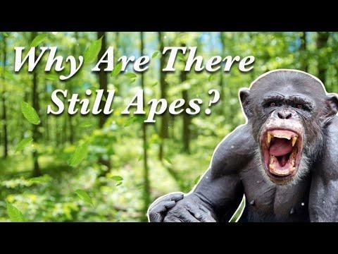 Why Are There Still Apes if We Evolved From Them?