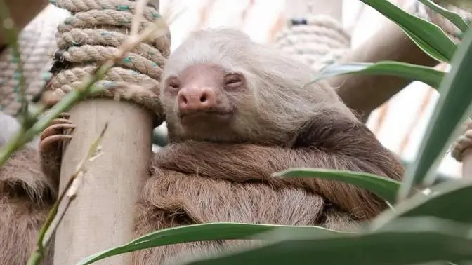 Visiting a Sloth Sanctuary in Costa Rica | Family Travel in Monteverde, Costa Rica