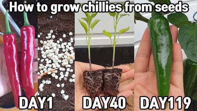 -How to grow chillies from seeds♥.