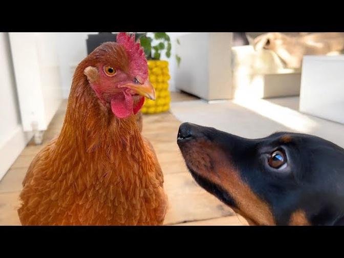 How do our chickens and ducks react when they are allowed inside.