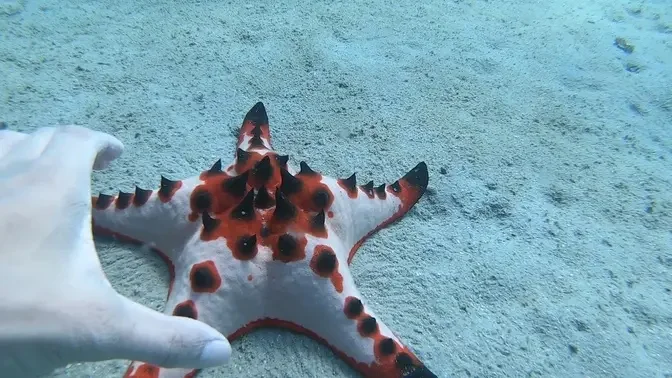 Can starfish live with anemones on Koh Rong Sanloem sea?