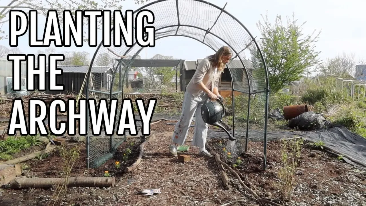 PLANTING UNDER THE ARCHWAY / ALLOTMENT GARDENING FOR BEGINNERS