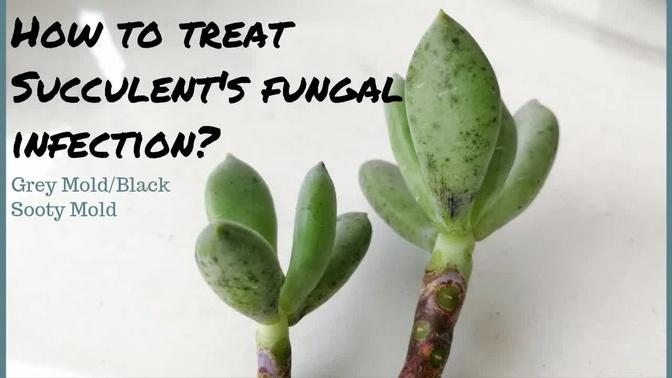 How to Treat Succulents' Fungal Infection (grey mold and black sooty mold)