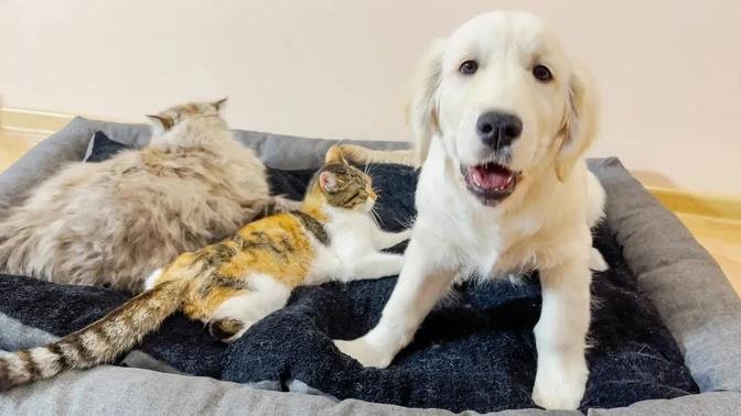 What Does a Golden Retriever Puppy do When He Finds Sleeping Cats in His Bed