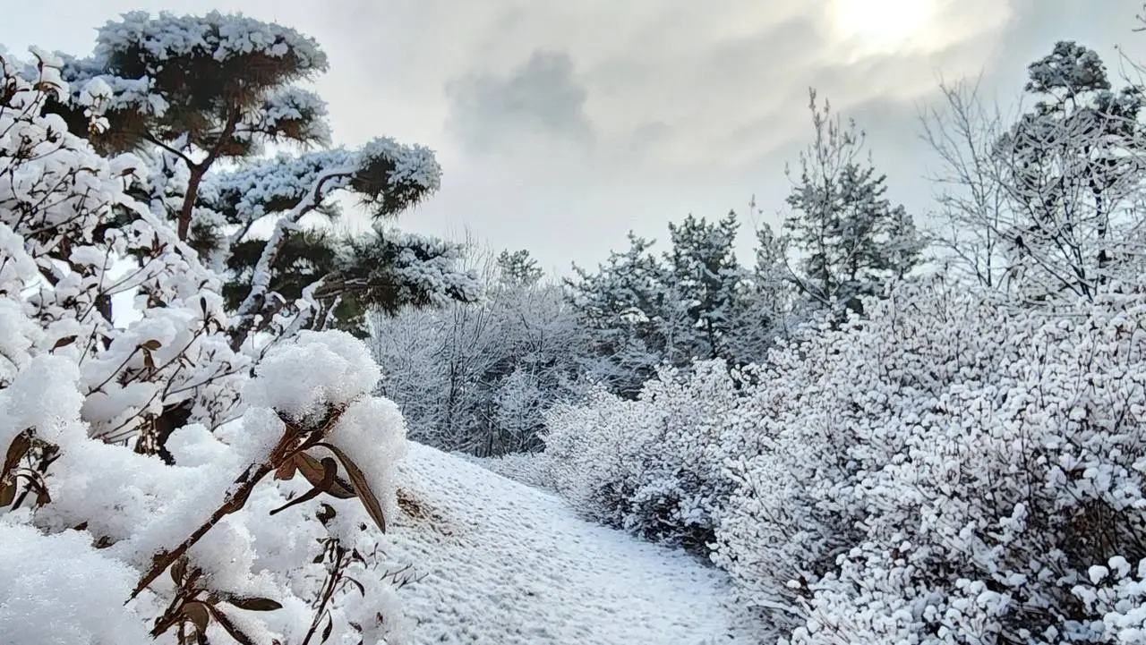 #winterbeauty 눈 오는 날의 산책