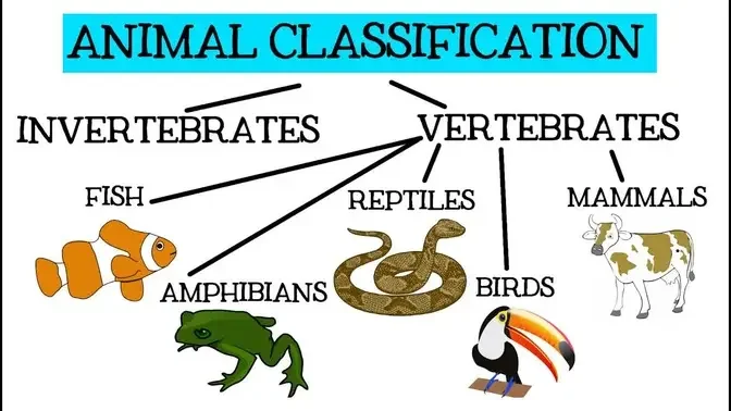 Animal Classification for Children: Classifying Vertebrates and ...