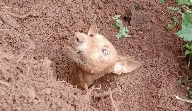 Dog and two puppies rescued after being buried up to their NECKS in Indian landslide