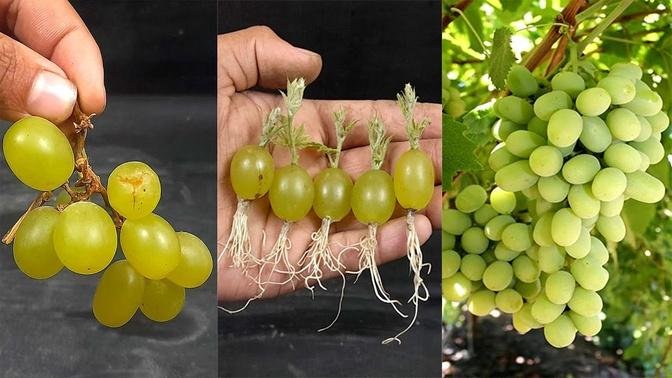 Simple Method To Propagate Grape Tree With Water
