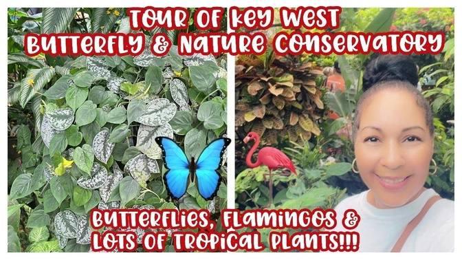 Tour of Key West Butterfly & Nature Conservatory || Butterflies ...