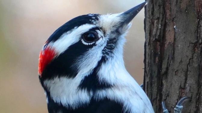 Downy woodpecker call _ song _ sounds _ Bird.