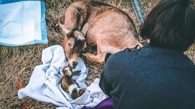 I can't feel the Baby Goat's legs (miniature goat birth)