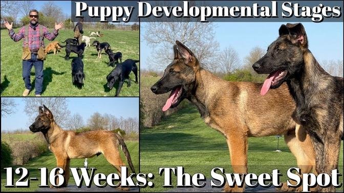 Puppy Developmental Stages: Episode 6 | The Socialization Sweet Spot 12-16 Weeks