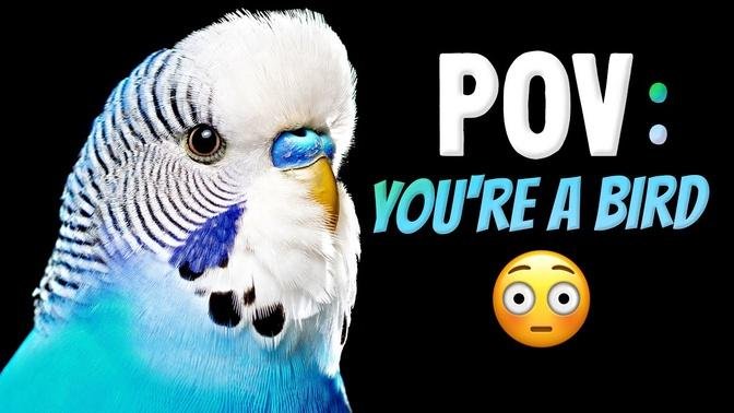 How Your Bird Sees The World?👀