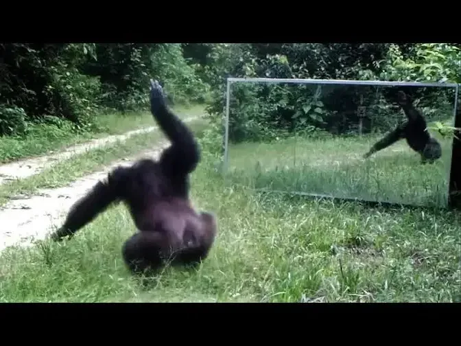 Front of mirror chimpanzee slap dance to scare intruders infiltrated their domain (their own images)