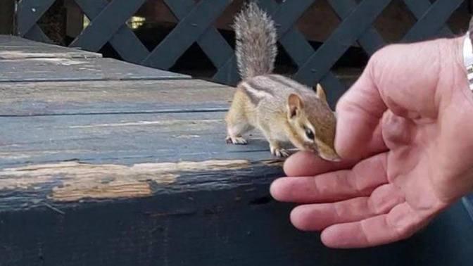 My husband becomes attached with injured Chipmunk Chucky