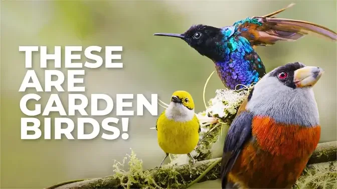 Doña Dora: The Best Backyard Birding in the World?