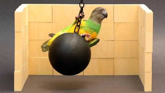 Kili Cyrus Wrecking Ball Parrot