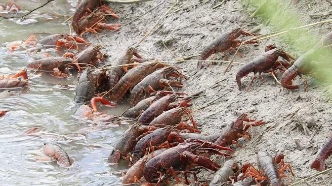 Red Swamp Crayfish AKA Crawfish exiting crawfish pond being drained. (St. Landry Parish, Louisiana)