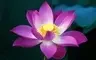 Unconditional Kindness