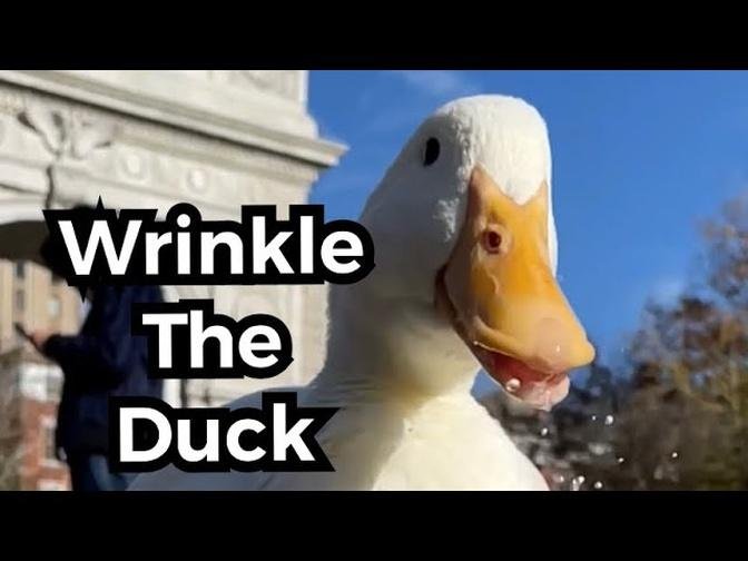 Wrinkle The Duck - Who is Wrinkle_