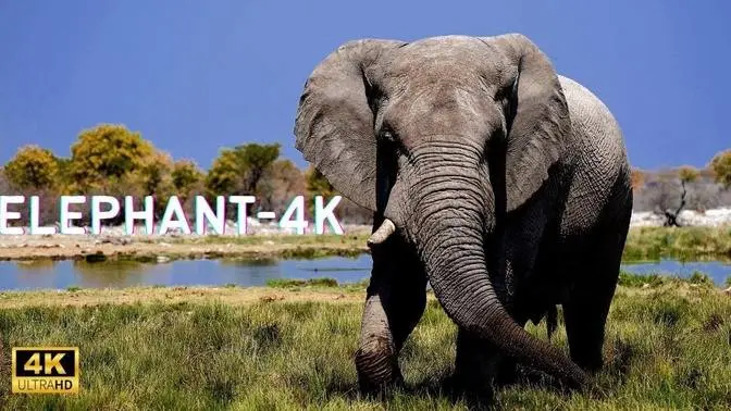 ELEPHANT: The Gentle Giants of the Animal Kingdom
