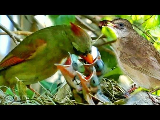 bird red Cardinal bird. Feed its children well. #birds #nest #bird #babybird #animals #birding