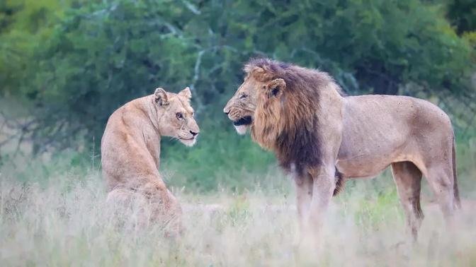 Male Lion Doesn't Want Lioness Near His Two Brothers | Kruger National Park South Africa