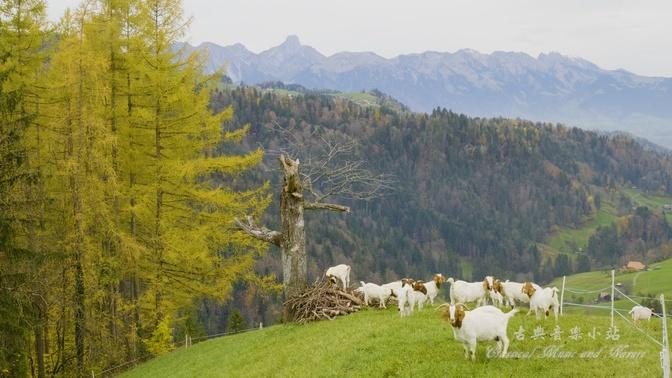 Bach: Hunting Cantata BWV 208-No 9 Sheep May Safely Graze. Swiss Alps Beauty 巴赫：羊儿可以安静的吃草  瑞士美景！