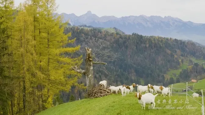 Bach: Hunting Cantata BWV 208-No 9 Sheep May Safely Graze. Swiss Alps Beauty 巴赫：羊兒可以安靜的吃草  瑞士美景！