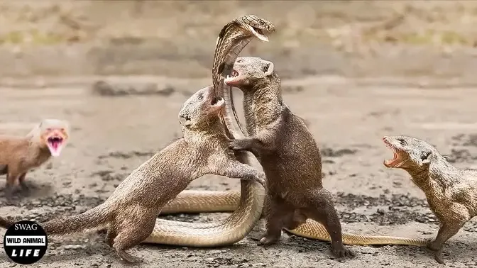 King Cobra Meets Death When Spitting Venom On Mongoose, Who Lost His Life?  | Wild Animals