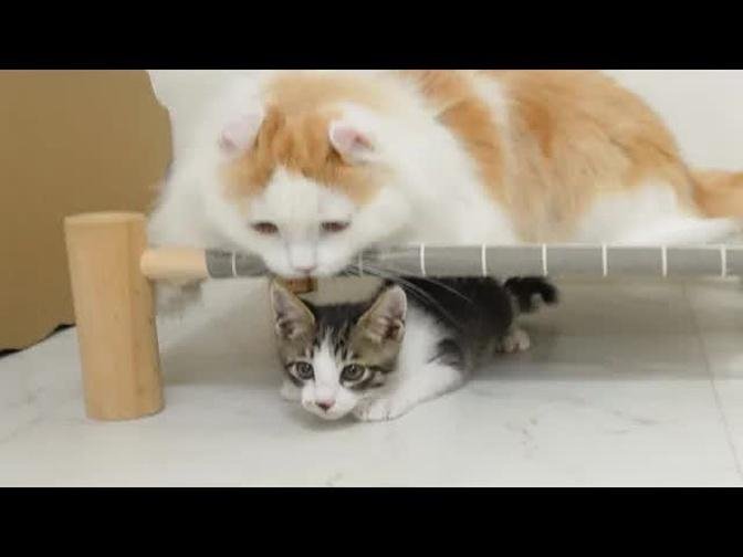 What Happens When the Big cat and the Rescued Kitten Like Each Other a Lot? │ Episode.98