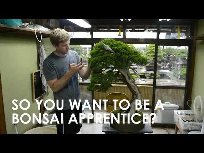 SO YOU WANT TO BE A BONSAI APPRENTICE?