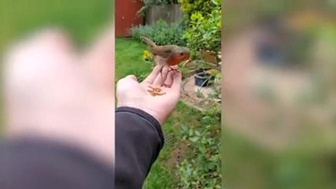 UK man strikes up friendship with robin he has been feeding by hand for three years