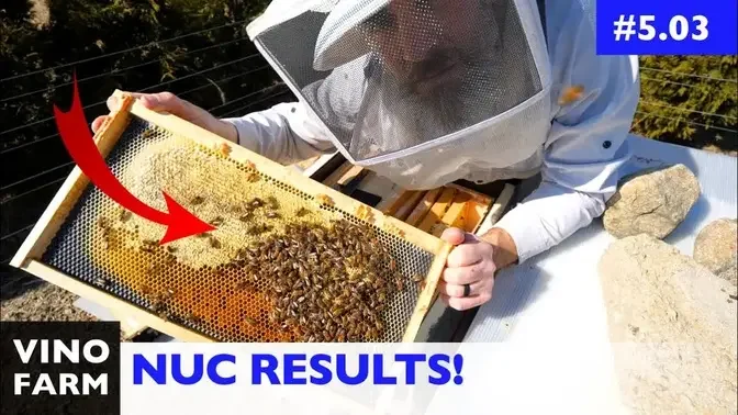 Did Not Expect This... Resource Hive ⧸ Nuc Winter Survival Results