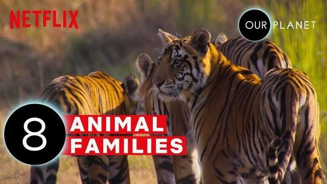 Cute Baby Animals and Their Moms | Our Planet | Netflix