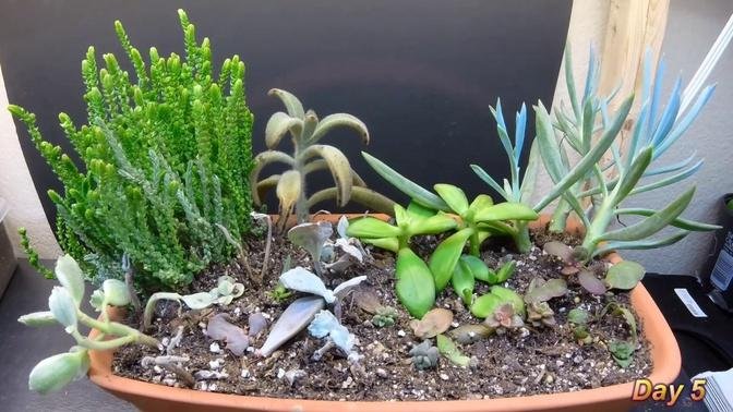 25 Day Succulent Propagation Growth Time Lapse