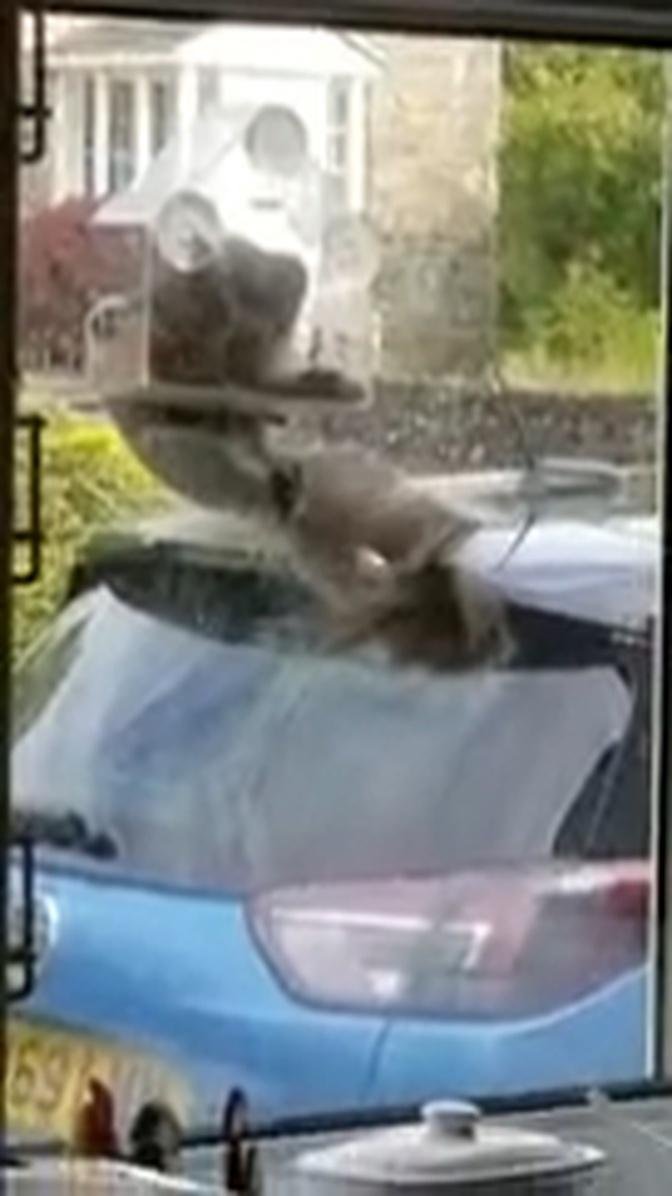 Determined squirrel clings onto feeder and performs pull-ups to reach food
