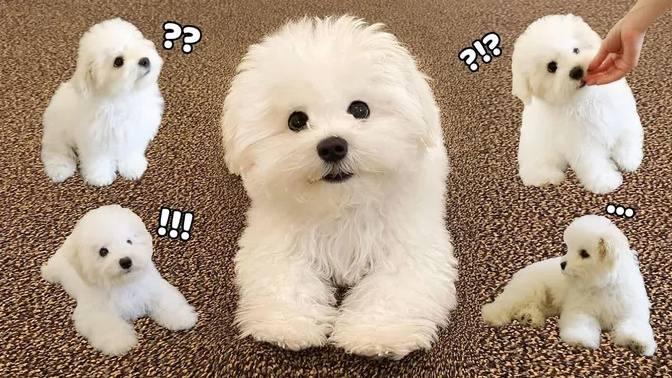 My Puppy Learns Sit & Down For the First Time! (Cuteness overload!)