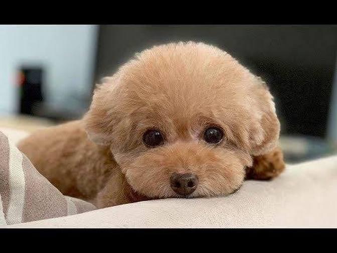 Teacup Poodle Video Compilation - Cutest Teacup Dogs | Videos | Pet ...