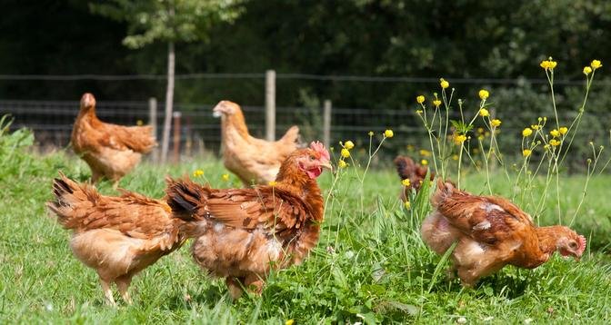 Organic Chicken Farming: A Profitable and Sustainable Business Model