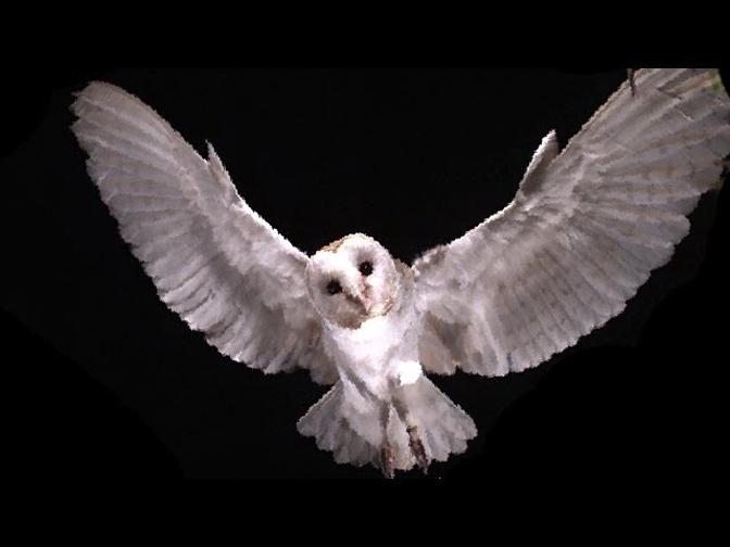 Slow Motion Barn Owl Attack | Slo Mo #11 | Earth Unplugged