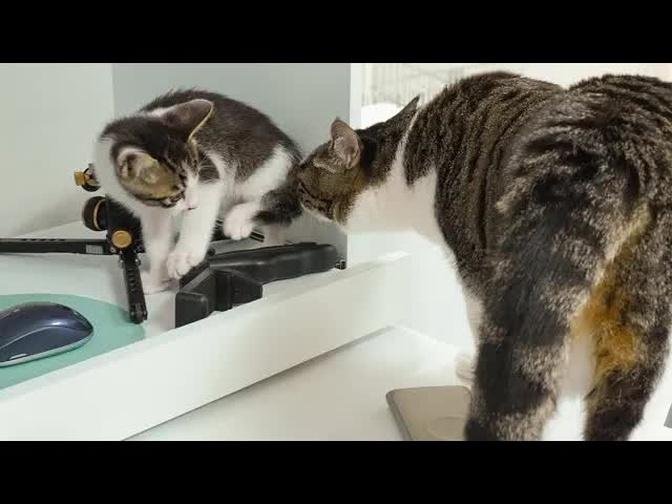 The Rescued Kitten Gets Embarrassed By the Big Cat's Friendly Behavior │ Episode.107