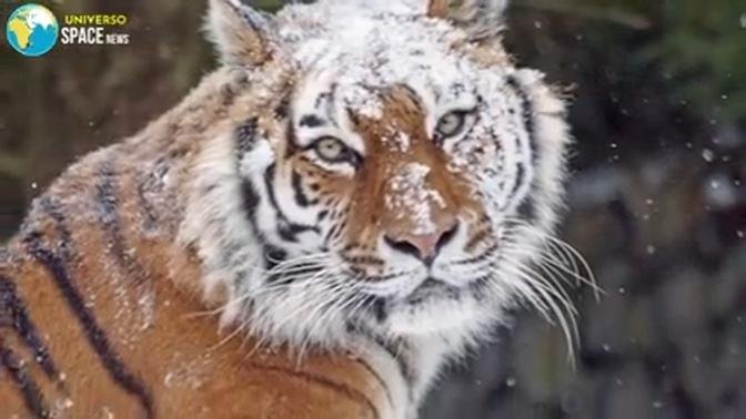 The 6 Most AMAZING Types of TIGERS in the World That Will SURPRISE You