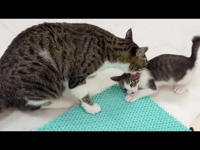The Big Cat Wants to Take Care of the Rescued Kitten │ Episode.117