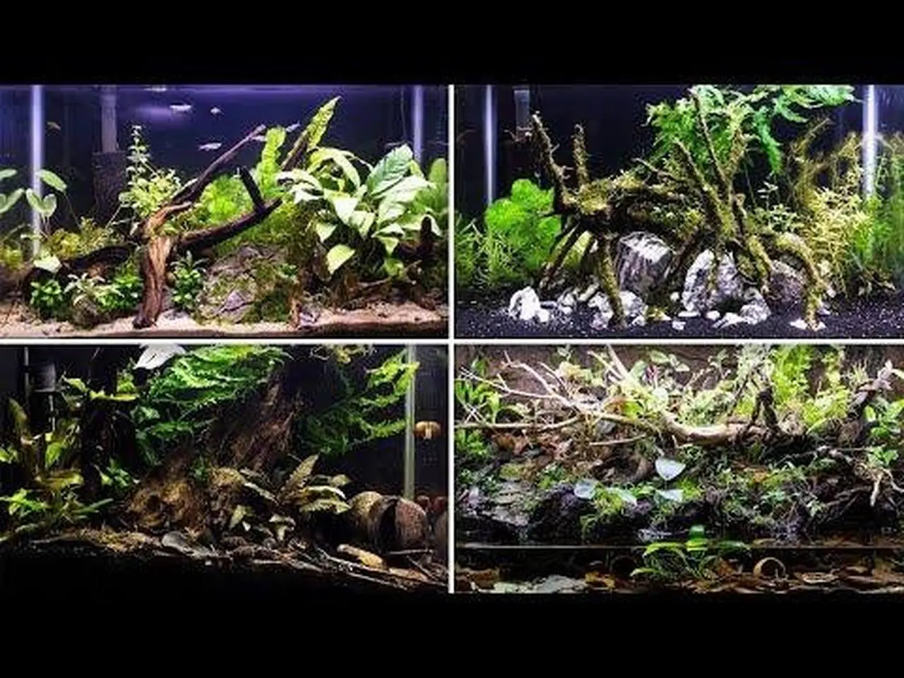 Keeping My Aquariums CRISPY!