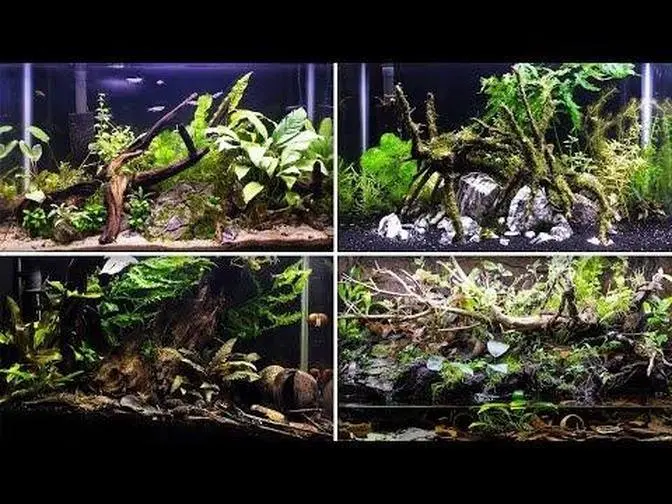 Keeping My Aquariums CRISPY!
