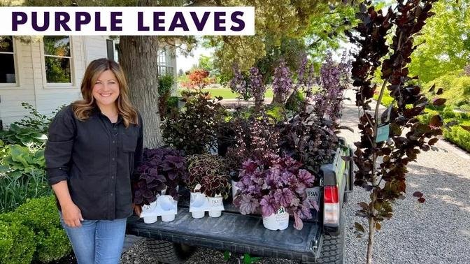 Beautiful Purple Plant Options for Your Garden! 💜💜💜 // Garden Answer