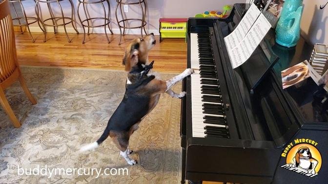THE MOST AMAZING DOG IN THE WORLD! Buddy Mercury Sings and Plays Piano! 